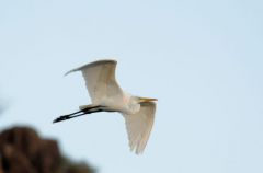 Grande Aigrette - Ardea alba - Great Egret<br>Saint-Martin