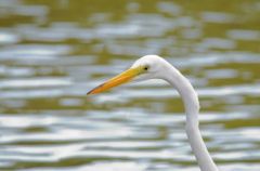 Grande Aigrette - Ardea alba - Great Egret<br>Saint-Martin