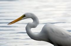 Grande Aigrette - Ardea alba - Great Egret<br>Saint-Martin