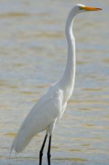 Grande Aigrette - Ardea alba - Great Egret<br>Saint-Martin