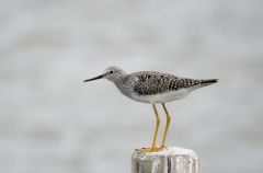 (petits) Chevaliers à Pattes Jaunes - Tringa flavipes - Lesser Yellowlegs<br>Saint-Martin