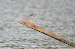 (petits) Chevaliers à Pattes Jaunes - Tringa flavipes - Lesser Yellowlegs<br>Saint-Martin