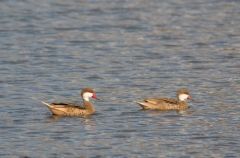 Canard des Bahamas - Anas bahamensis - White-cheeked Pintail<br>Saint-Martin