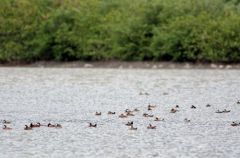 Érismatures rousses - Oxyura jamaicensis - Ruddy Duck<br>Saint-Martin