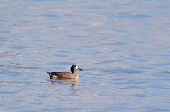 Sarcelle à ailes bleues ♂ - Anas discors - Blue-winged Teal<br>Saint-Martin