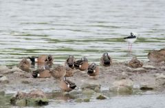 Sarcelles à ailes bleues - Anas discors - Blue-winged Teal<br>Saint-Martin