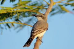 Le Tyran gris ou Tyran de la Dominique - Tyrannus dominicensis - Grey Kingbird<br>Saint-Martin