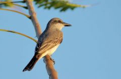 Le Tyran gris ou Tyran de la Dominique - Tyrannus dominicensis - Grey Kingbird<br>Saint-Martin