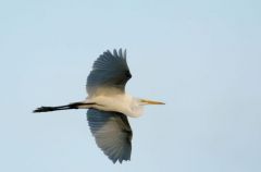 Grande Aigrette - Ardea alba - Great Egret<br>Saint-Martin