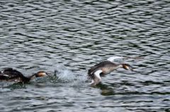 Grèbes huppés - Podiceps cristatus - Great Crested Grebe<br>Région parisienne