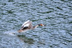 Grèbes huppés - Podiceps cristatus - Great Crested Grebe<br>Région parisienne