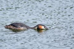 Grèbes huppés - Podiceps cristatus - Great Crested Grebe<br>Région parisienne