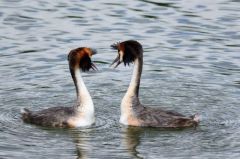 Grèbes huppés - Podiceps cristatus - Great Crested Grebe<br>Région parisienne