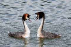 Grèbes huppés - Podiceps cristatus - Great Crested Grebe<br>Région parisienne