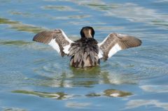 Grèbes huppés - Podiceps cristatus - Great Crested Grebe<br>Région parisienne