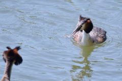 Grèbes huppés - Podiceps cristatus - Great Crested Grebe<br>Région parisienne