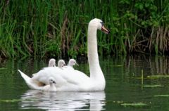 Cygnes en famille - Région parisienne