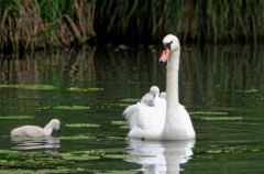 Cygnes en famille - Région parisienne