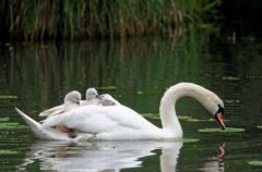 Cygnes en famille - Région parisienne