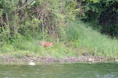 Le Renard et les canetons - Région parisienne