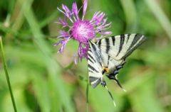 Le Flambé - Iphiclides podalirius<br>Marais d’Olonne