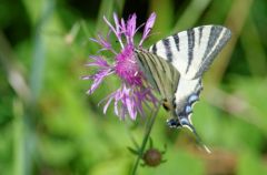 Le Flambé - Iphiclides podalirius<br>Marais d’Olonne