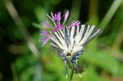 Le Flambé - Iphiclides podalirius<br>Marais d’Olonne