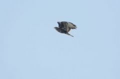 Buse variable - Buteo buteo - Common Buzzard<br>Vendée