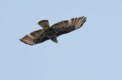 Buse variable - Buteo buteo - Common Buzzard<br>Vendée