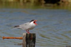 Sterne pierregarin - Sterna hirundo - Common Tern<br>Vendée