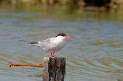 Sterne pierregarin - Sterna hirundo - Common Tern<br>Vendée