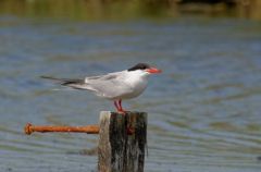 Sterne pierregarin - Sterna hirundo - Common Tern<br>Vendée