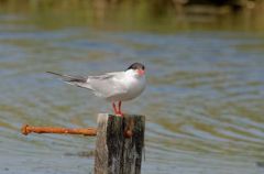 Sterne pierregarin - Sterna hirundo - Common Tern<br>Vendée