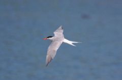 Sterne pierregarin - Sterna hirundo - Common Tern<br>Région parisienne