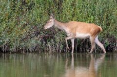 Biche - cerf élaphe (Cervus elaphus)<br>Forêt de Fontainebleau