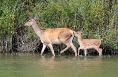 Biche et son faon - cerf élaphe (Cervus elaphus)<br>Forêt de Fontainebleau