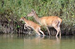 Biche et son faon - cerf élaphe (Cervus elaphus)<br>Forêt de Fontainebleau