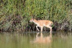 Faon - cerf élaphe (Cervus elaphus)<br>Forêt de Fontainebleau