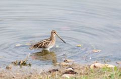 Bécassine des marais - Gallinago gallinago - Common Snipe<br>Région parisienne