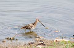 Bécassine des marais - Gallinago gallinago - Common Snipe<br>Région parisienne