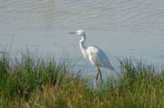 Aigrette Garzette - Egretta garzetta - Little Egret<br>Vendée