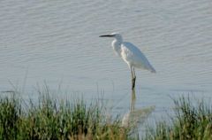 Aigrette Garzette - Egretta garzetta - Little Egret<br>Vendée