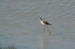 Échasse blanche - Himantopus himantopus - Black-winged Stilt<br>Vendée