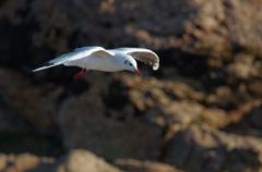 Mouette Rieuse - Chroicocephalus ridibundus - Black-headed Gull<br>Vendée