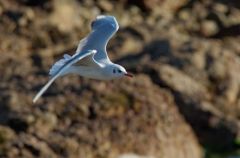 Mouette Rieuse - Chroicocephalus ridibundus - Black-headed Gull<br>Vendée