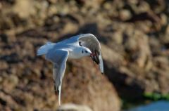 Mouette Rieuse - Chroicocephalus ridibundus - Black-headed Gull<br>Vendée