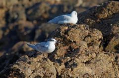 Sterne Caugek - Thalasseus sandvicensis - Sandwich Tern<br>Vendée