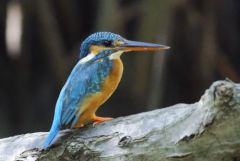 Martin-pêcheur d'Europe - Alcedo atthis - Common Kingfisher<br>Tamil Nadu - தமிழ் நாடு - Pichavaram