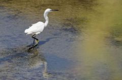 Aigrette Garzette<br>Egretta garzetta - Little Egret<br>Vendée