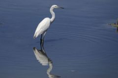 Aigrette Garzette<br>Egretta garzetta - Little Egret<br>Vendée